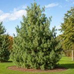 Borovica himalájska (Pinus wallichiana) – výška 15-25 cm, kont. C3L